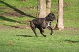 CANE CORSO 1350